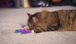What does catnip do in a cat toy
