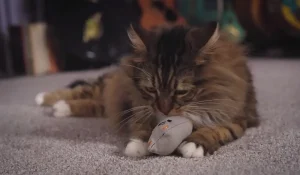 catnip toys for kittens