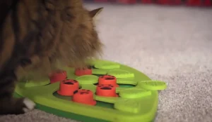 homemade catnip toys for cats