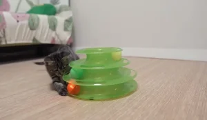 independent play cat toys